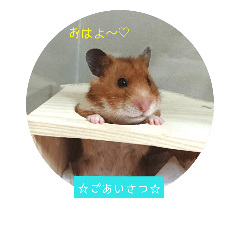 [LINEスタンプ] チーム ゴールデンハムスター