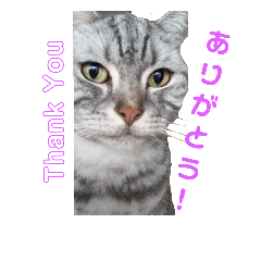 [LINEスタンプ] 猫日常スタンプ2