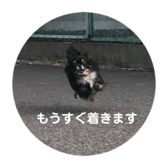 [LINEスタンプ] チワ澤さんの毎日チワワ