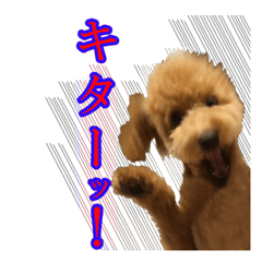 [LINEスタンプ] トイプードルまる