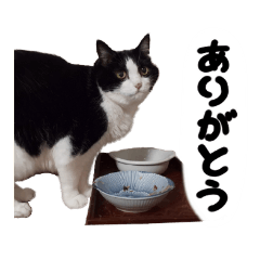 [LINEスタンプ] 老猫の「そらちゃん」