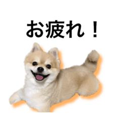 [LINEスタンプ] ポメラニアン佐助