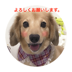 [LINEスタンプ] ピットくん