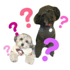 [LINEスタンプ] トイプードルのファーブル♪