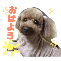 [LINEスタンプ] 愛犬chudyくん