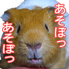 [LINEスタンプ] 可愛いモルモットたち