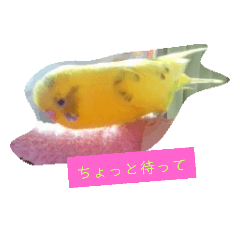 [LINEスタンプ] インコノ助