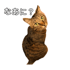 [LINEスタンプ] うちのねこのきもち