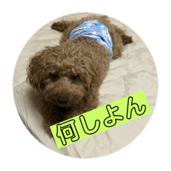 [LINEスタンプ] トイプードル トニー2