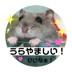 [LINEスタンプ] シマの日時スタンプ2