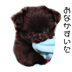 [LINEスタンプ] 齊藤ごんじ君。