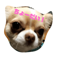 [LINEスタンプ] コトコトコトラ