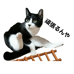 [LINEスタンプ] にゃーごの保護猫スタンプ