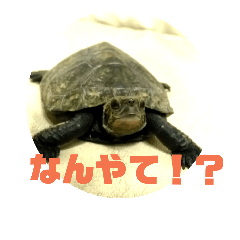 [LINEスタンプ] 亀吉スタンプ