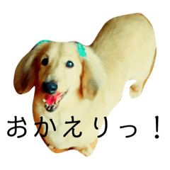 [LINEスタンプ] ダサかわ犬 それ行け ななぴ