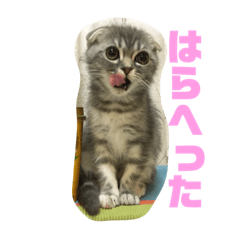 [LINEスタンプ] スコティッシュフォールドのぽんずちゃん