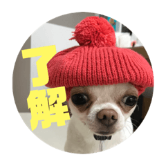[LINEスタンプ] チワワ 使えるスタンプ②