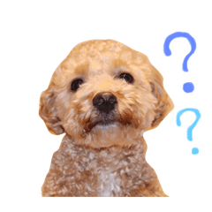 [LINEスタンプ] コールのスタンプ