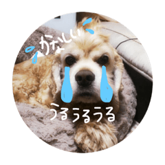[LINEスタンプ] にんどりスタンプ