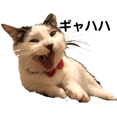 [LINEスタンプ] 散髪屋のねこのかぞく1