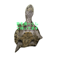 [LINEスタンプ] ぴょこちゃん