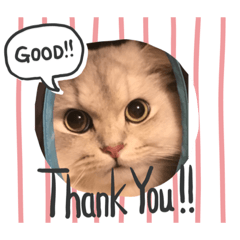 [LINEスタンプ] ペルシャ猫レオ