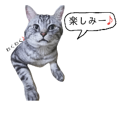 [LINEスタンプ] リアル猫の挨拶