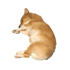 [LINEスタンプ] コーギー犬 美人なミッチ