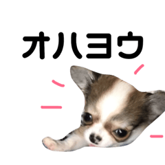 [LINEスタンプ] こむぎ日常編1