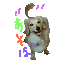 [LINEスタンプ] ダックスフンドしんのすけ