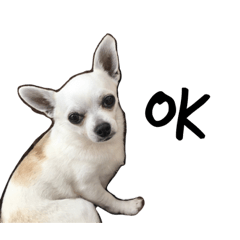 [LINEスタンプ] チワワのLEON