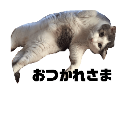 [LINEスタンプ] ふとっちょねこさん