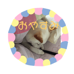[LINEスタンプ] こむぎとちゃぴ