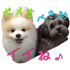 [LINEスタンプ] ペキプーのペキ助＆ポメラニアンのポメ吉 1