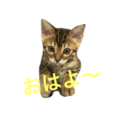 [LINEスタンプ] ベンガルライちゃん1
