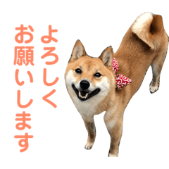 [LINEスタンプ] 豆柴さんたのスタンプ
