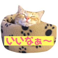 [LINEスタンプ] ソラは家の中で飼っている猫です。