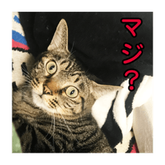 [LINEスタンプ] 野良猫テンテンの一日