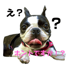 [LINEスタンプ] ボステリ一家