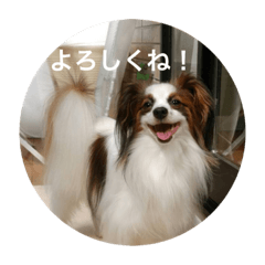 [LINEスタンプ] パピヨンだけどファーレンだよ！