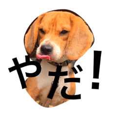 [LINEスタンプ] ビーグルそら