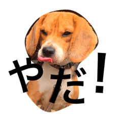 [LINEスタンプ] ビーグルそらの画像（メイン）