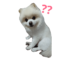 [LINEスタンプ] Snowballの日常