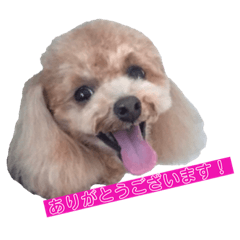 [LINEスタンプ] リペアズなかよち3姉妹でしゅ♡