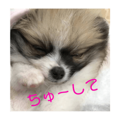 [LINEスタンプ] チワワ＆ポメラニアンのスタンプです