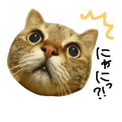 [LINEスタンプ] ころたぬ
