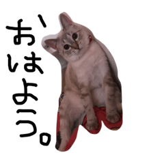 [LINEスタンプ] るあささ