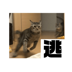 [LINEスタンプ] ぴべとしゃちょー