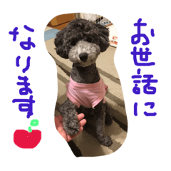 [LINEスタンプ] やんちゃ犬むーん  2