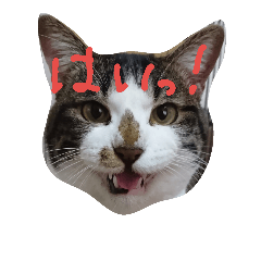 [LINEスタンプ] ねこねこFamily